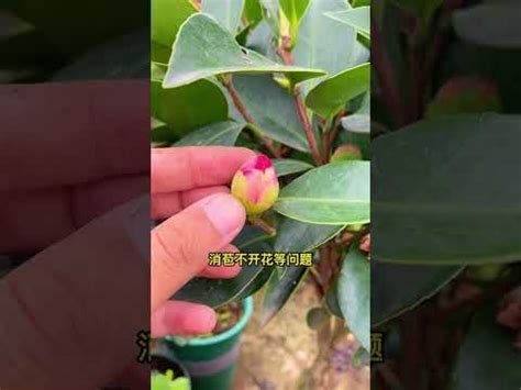 茶花擋煞|擋煞植物實測：效果驚人